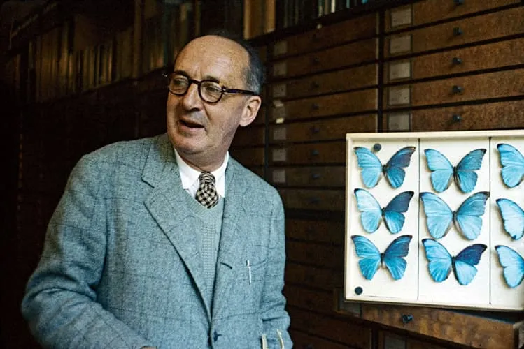 Nabokov che osserva una collezione di farfalle.